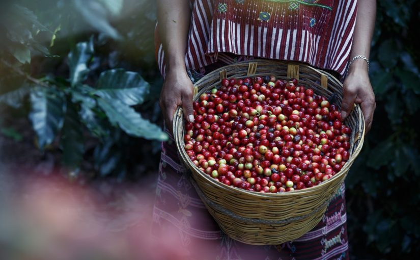 kawa ziarnista arabica