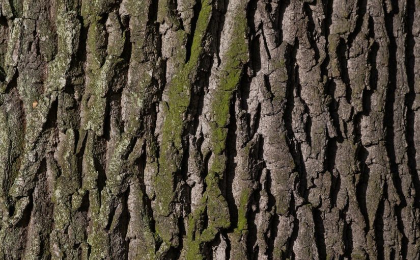 Przepiękny i {zadbany zieleniec to nie lada wyzwanie, zwłaszcza jak jego pielęgnacją zajmujemy się sami.